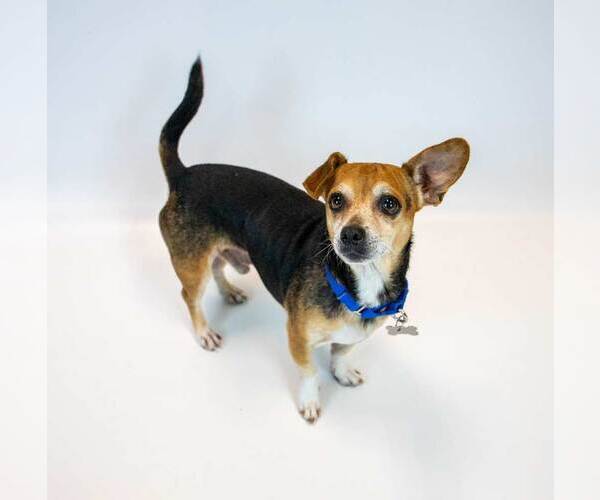 Medium Photo #5 Cheagle Puppy For Sale in Kennesaw, GA, USA
