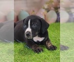 Small #7 Catahoula Leopard Dog