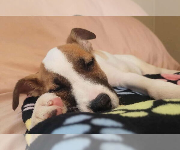 Medium Photo #2 Jack Russell Terrier-Unknown Mix Puppy For Sale in Grafton, WI, USA