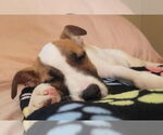 Small #1 Jack Russell Terrier Mix
