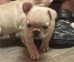 Small Photo #14 French Bulldog Puppy For Sale in SIOUX FALLS, SD, USA