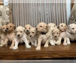 Small #3 Goldendoodle