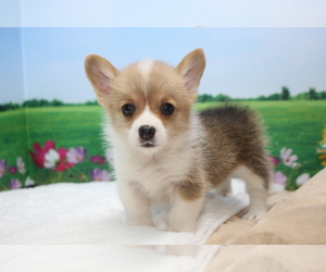 Pembroke Welsh Corgi Puppy for sale in LAS VEGAS, NV, USA