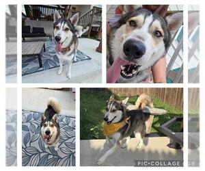 Gerberian Shepsky Dogs for adoption in San Antonio, TX, USA