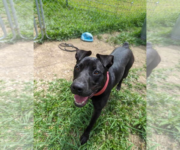 Medium Photo #17 American Pit Bull Terrier-Mountain Cur Mix Puppy For Sale in Calhoun, GA, USA