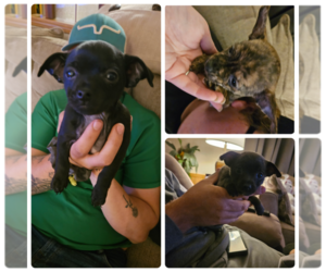 Chorkie Puppy for sale in MONETA, VA, USA