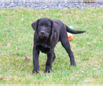Small #5 Labrador Retriever