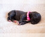 Small Photo #2 Great Dane Puppy For Sale in KANAB, UT, USA