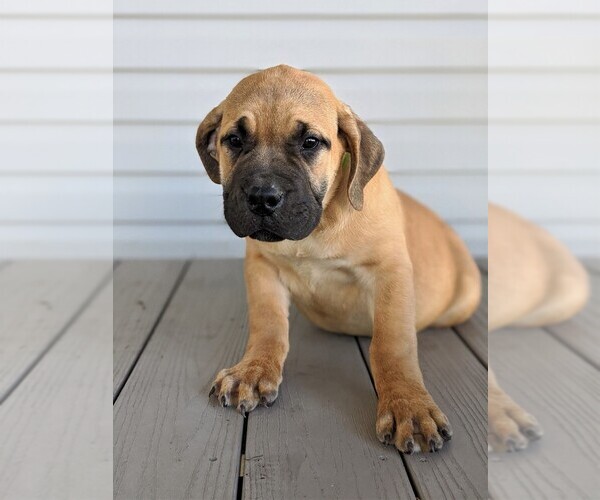 Medium Photo #2 Mastiff Puppy For Sale in OXFORD, PA, USA