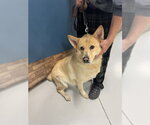 Small German Shepherd Dog Mix