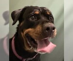 Small Rottweiler