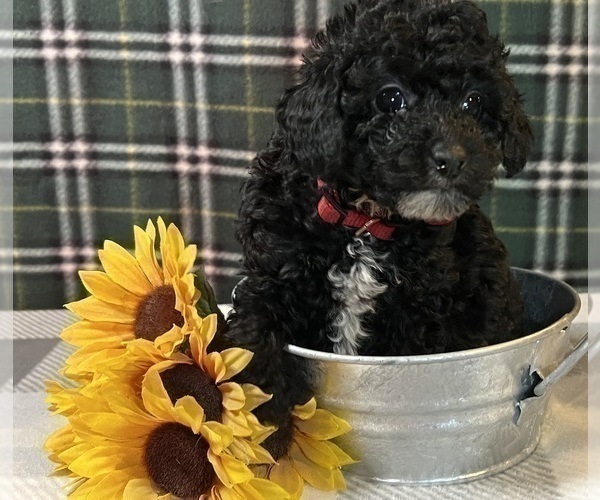 Medium Photo #7 Poodle (Miniature) Puppy For Sale in DUNDEE, OH, USA