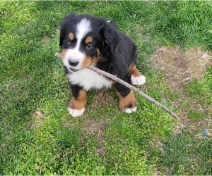 Bernese Mountain Dog Puppy for sale in ELNORA, IN, USA