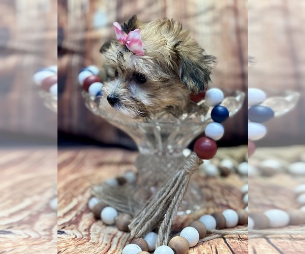 Medium Photo #4 Yo-Chon Puppy For Sale in RIPLEY, MS, USA