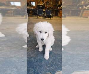 Maremma Sheepdog Puppy for sale in GUILFORD, IN, USA