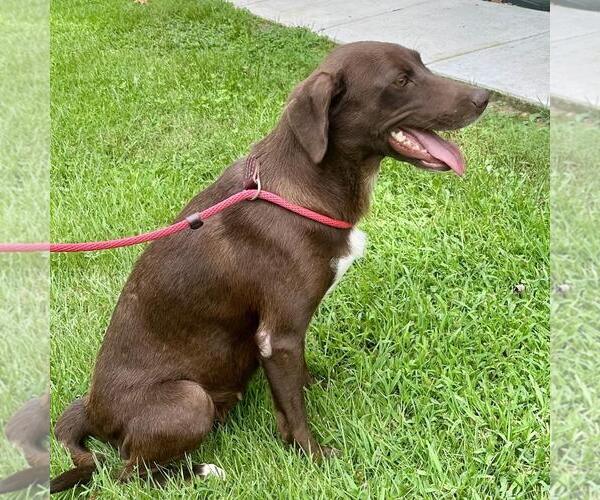Medium Photo #2 Labrador Retriever-Unknown Mix Puppy For Sale in Yardley, PA, USA