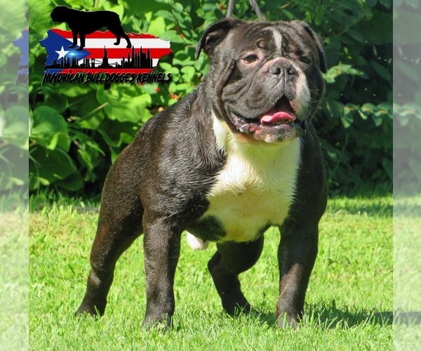 Medium Photo #1 Olde English Bulldogge Puppy For Sale in EVANS MILLS, NY, USA