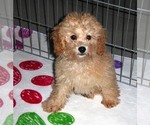 Small Photo #4 Poodle (Toy) Puppy For Sale in ORO VALLEY, AZ, USA