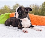 Small Photo #4 Boston Terrier Puppy For Sale in ODENVILLE, AL, USA