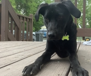 Labrador Retriever-Mutt Mix Puppy for sale in PRINCE GEORGE, VA, USA