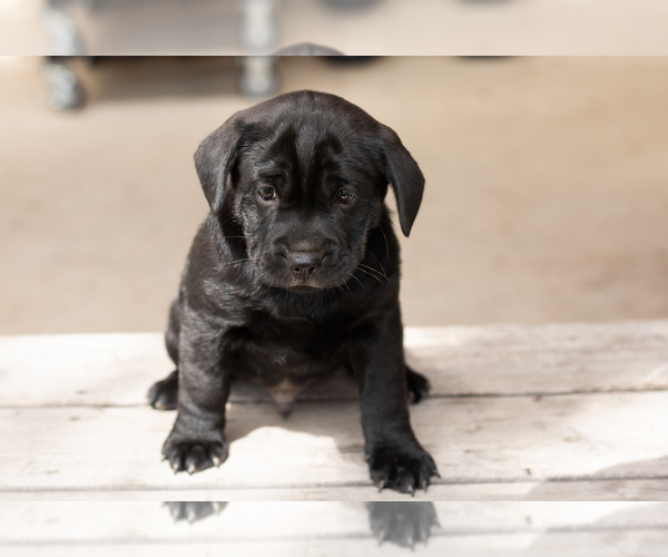 Medium Photo #7 Cocker-Pei Puppy For Sale in MILLERSBURG, IN, USA