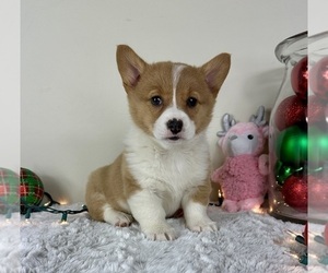 Pembroke Welsh Corgi Puppy for sale in GREENFIELD, IN, USA