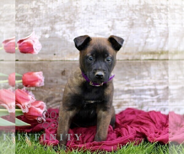 Medium Photo #6 Belgian Malinois Puppy For Sale in RONKS, PA, USA
