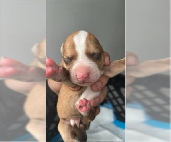 Medium Photo #1 Shepradors Puppy For Sale in Houston, TX, USA