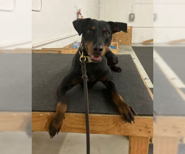 Medium Photo #2 Rotterman Puppy For Sale in Ventura, CA, USA