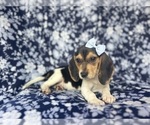 Small #7 Beagle