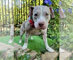 Small Photo #3 American Pit Bull Terrier-Catahoula Leopard Dog Mix Puppy For Sale in Redlands, CA, USA