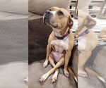 Small #7 American Pit Bull Terrier Mix