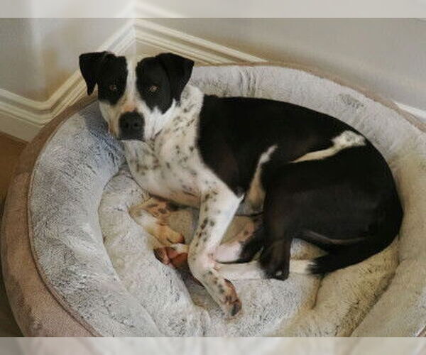 Medium Photo #5 American Pit Bull Terrier-American Staffordshire Terrier Mix Puppy For Sale in Ventura, CA, USA