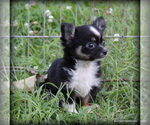 Small #1 Chihuahua