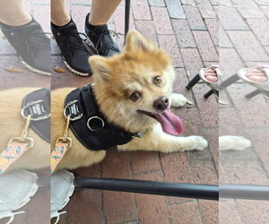 Shadow FH - Male Pomeranian Dog for Adoption - Photo #2