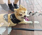 Small Photo #2 Pomeranian Puppy For Sale in Sanford, FL, USA