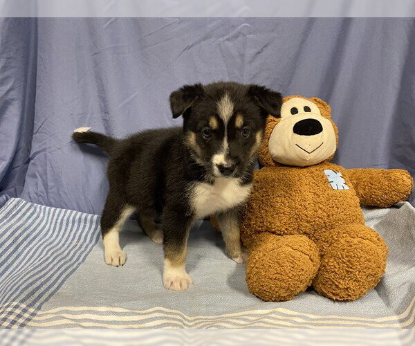 Medium Photo #1 Australian Shepherd-Unknown Mix Puppy For Sale in Modesto, CA, USA