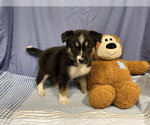 Small Australian Shepherd Mix