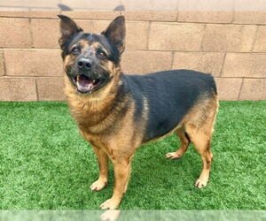 Mutt Dogs for adoption in Moreno Valley, CA, USA