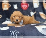 Lance - Male Cavapoo (Miniature) Puppy for Sale - Photo #6