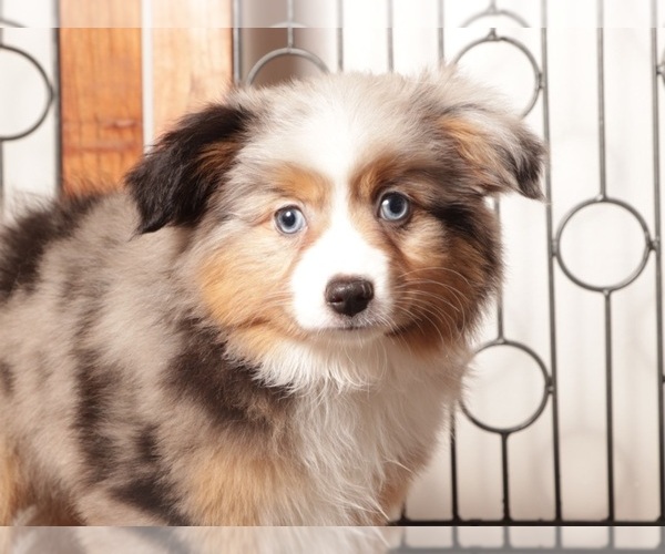 Medium Photo #2 Miniature Australian Shepherd Puppy For Sale in NAPLES, FL, USA