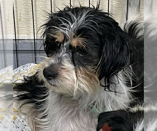 Medium Photo #1 Mutt Puppy For Sale in Martinez, CA, USA