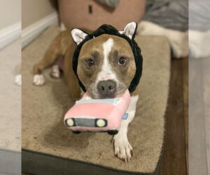 American Pit Bull Terrier-Unknown Mix Dogs for adoption in Royse City, TX, USA