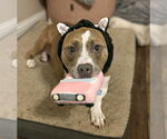 Small American Pit Bull Terrier Mix