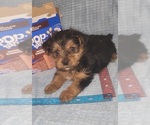 Small Photo #330 Yorkshire Terrier Puppy For Sale in AKRON, OH, USA