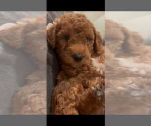 Medium Labradoodle