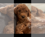 Puppy Puppy 3 Rocky Labradoodle
