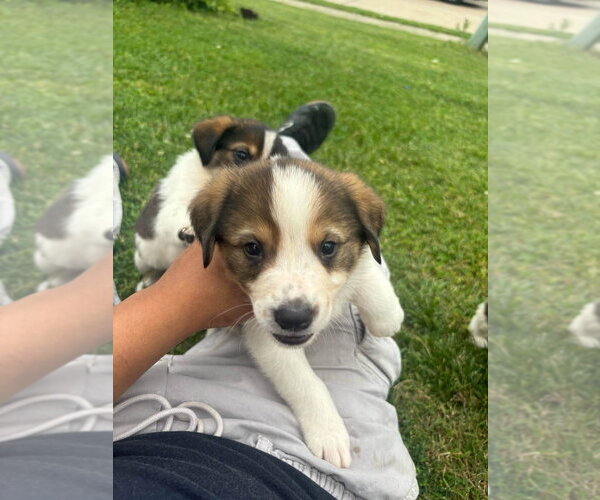Medium Photo #1 Colonial Cocker Spaniel-Saint Bernard Mix Puppy For Sale in Aurora, IN, USA