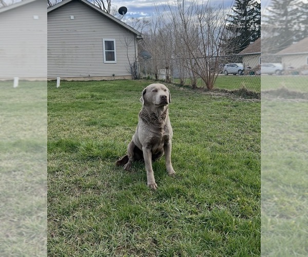 Medium Photo #1 Labrador Retriever Puppy For Sale in LINDEN, MI, USA