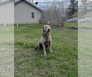 Father of the Labrador Retriever puppies born on 11/28/2025